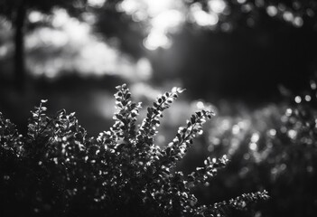 Fototapeta premium bokeh rich black bright vignette high coloured orientation vibrant horizontal background white