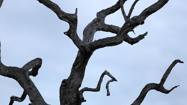 Dead tree against blue sky