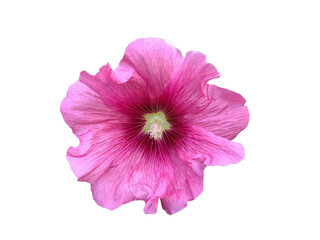 Bristly Hollyhock flower isolated on white. Alcea setosa