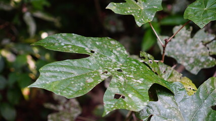 white spots on Macaranga Gigantea leaves