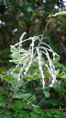 Obraz premium Sophora tomentosa in the forest