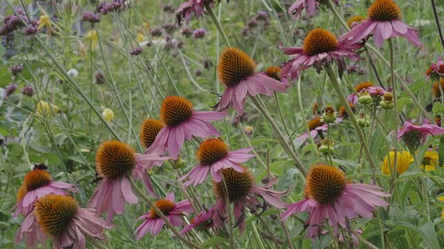 Bumblebee flies from echinacea flower to echinacea 