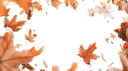 Autumn leaves on transparent background