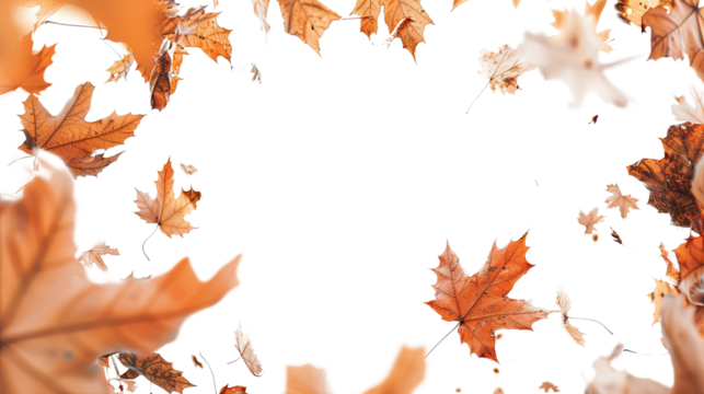 Autumn leaves on transparent background