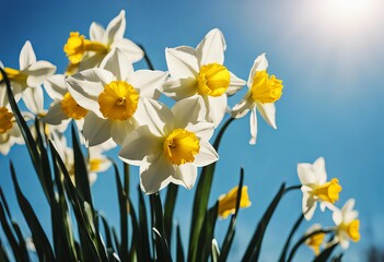 Fototapeta premium sky spring flower blue background clear yellow daffodil daffodils springtime