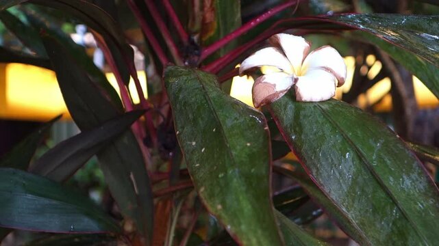 Relaxing video of falling rain .