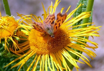 C-Falter auf einer Alant Pflanze