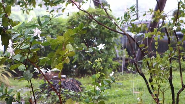 Relaxing video of falling rain .