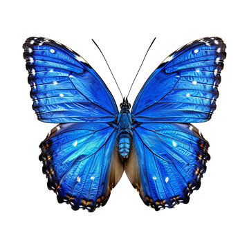 recommend clip art: Blue butterfly 