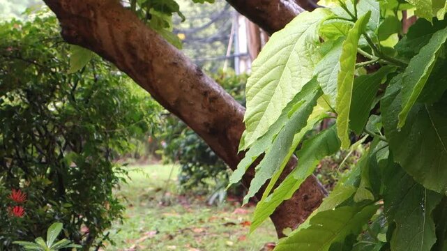 Relaxing video of falling rain .