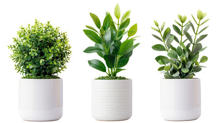 Fototapeta premium Three vibrant green houseplants in white pots, isolated on white background. Perfect for home decor or gardening theme.