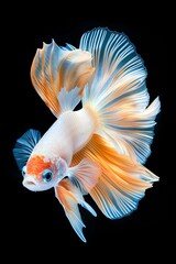 Fototapeta premium Stunning close-up of a vibrant Betta fish with flowing fins and bright colors on black background, highlighting its elegance and beauty.