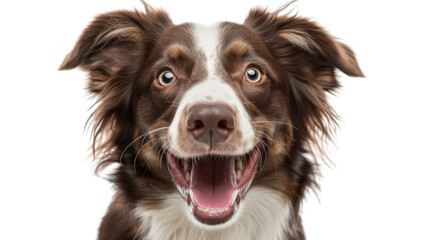 Happy and excited dog with brown and white fur, looking directly at the camera with a joyful expression. Perfect for pet-related uses.