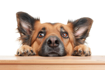 Adorable dog with sad eyes peeking over wooden table, looking cute and hopeful. Perfect for pet-related themes and emotional depictions.