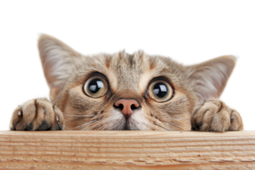 Cute tabby kitten peeking over a wooden surface with big, curious eyes. Adorable cat with a curious and playful expression.