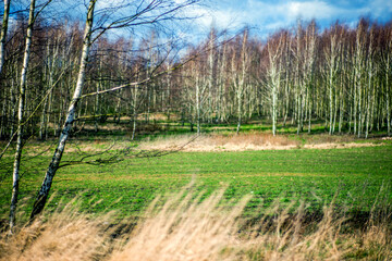 Przedwiośnie © Robert