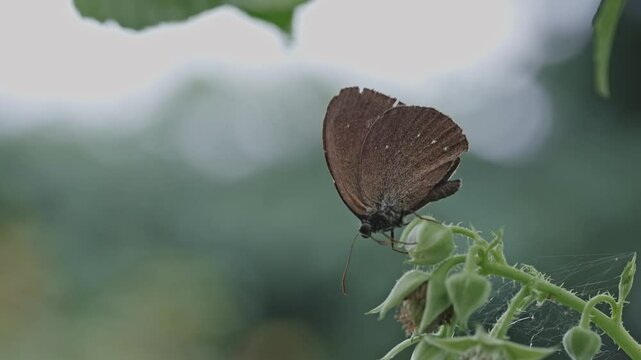 Brauner Waldvogel (Schornsteinfeger) Schmetterling auf HImbeerstaude