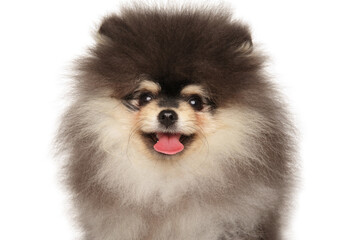 Close-up of a Pomeranian Spitz Puppy