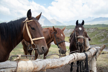 Obraz premium Three horses stand on a leash in the countryside