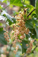 Bunch of white currants on a bush