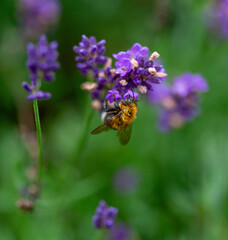 Beautiful grass a field of faded lavender. end of season. bumblebee collects nectar