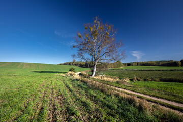 Polna droga © Robert