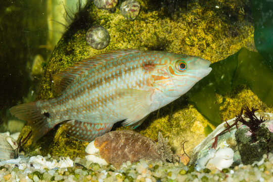 Cr&eacute;nilabre commun ou Petite Vieille m&acirc;le  vivement color&eacute;, &agrave; dominante orange rouge bariol&eacute; de vert et de bleu, dans un aquarium. Symphodus melops
