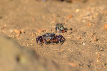 Crab species Leptuca pugilator on the sand