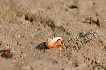 Gelasimus vomeris crab species on the beach