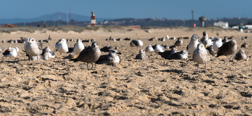 Portrait of a seagull, standing in the sand in front and behind a blurred background with sleeping seagulls	