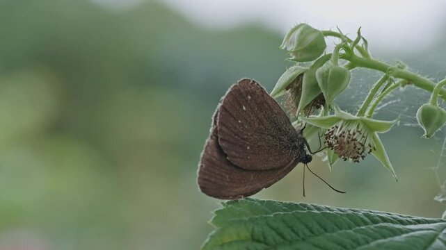 Brauner Waldvogel (Schornsteinfeger) Schmetterling auf HImbeerstaude