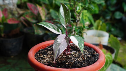 Philodendron Anderson potted plant