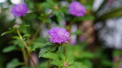 Brazil button flower (Centratherum punctatum) blooming in the garden