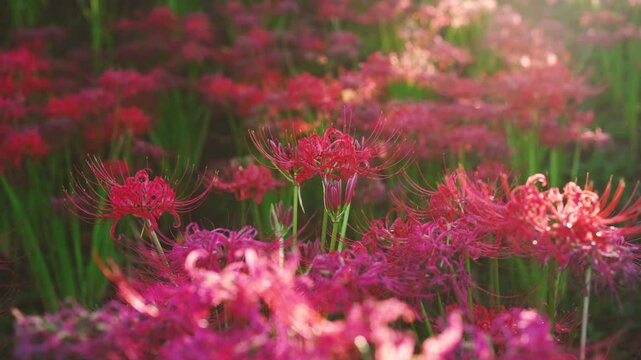 Red spider&nbsp;lilies illuminated by the afternoon sun