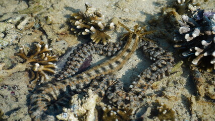 snake sea cucumber on the beach