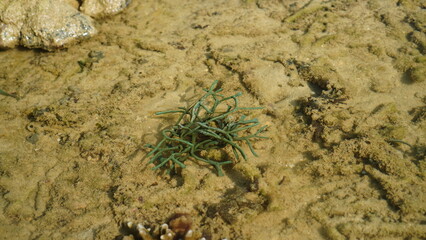 Codium fragile under the surface of shallow water during low tide. Its shape is like branching fingers, green in color with dark spots.