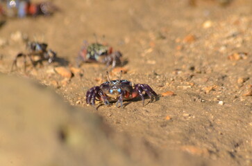 close up of the crab species Leptuca pugilator on the beach