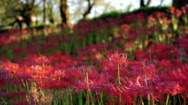 Red spider&nbsp;lilies illuminated by the afternoon sun