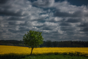 Chmury nad polem © Robert