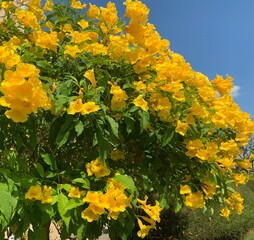 yellow flowers of blue sky, yellow flowers on a tree as nature abstract background