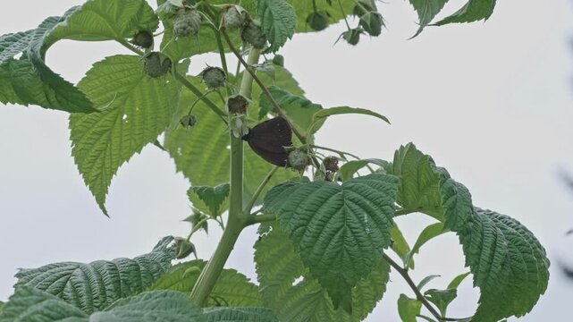 Brauner Waldvogel (Schornsteinfeger) Schmetterling auf HImbeerstaude