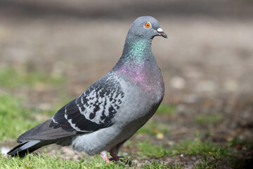 Feral pigeon