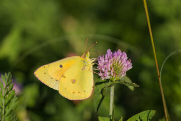 clouded sulphur butterfly feeding on a flower