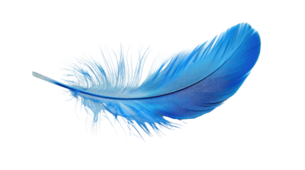 Blue feather on transparent background