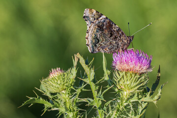 butterfly feeding on the flower of a thistle