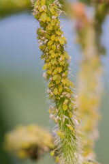 soybean plant covered with soybean aphids