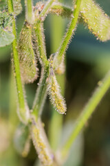 soybean plant covered with soybean aphids