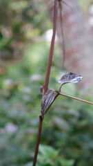 leaves of the genus Clematis in the forest