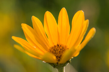 blossom of a perennial sunflower