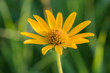 blossom of a perennial sunflower